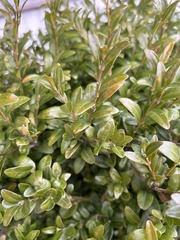 Buxus