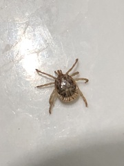 Amblyomma cajennense