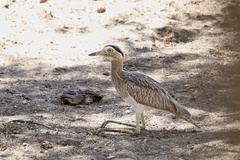 Burhinus bistriatus