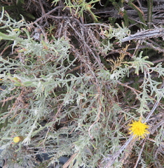 Senecio filaginoides