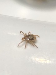 Amblyomma cajennense