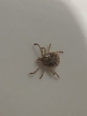 Amblyomma cajennense