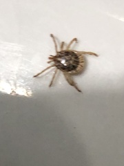 Amblyomma cajennense