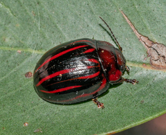 Paropsisterna semivittata