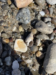 Nassarius perpinguis