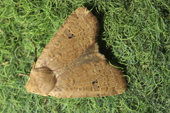 Conistra erythrocephala