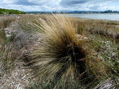 Austrostipa stipoides