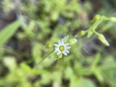 Alsineae
