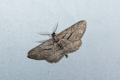 Peribatodes correptaria