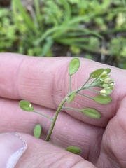 Tomostima platycarpa