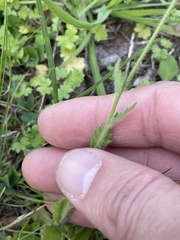Tomostima platycarpa