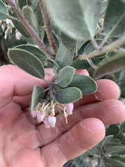 Arctostaphylos pringlei