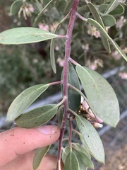 Arctostaphylos pringlei