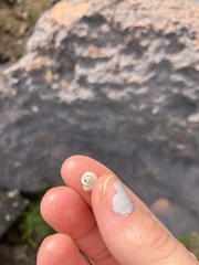 Sonorella allynsmithi