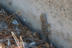 Tarentola mauritanica