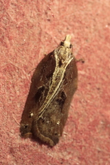 Acleris cristana