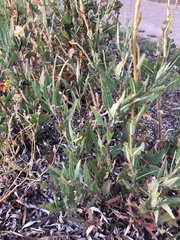 Atriplex australasica