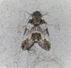 Cerma cerintha