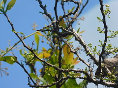 Curatella americana
