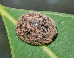 Trachymela orbicularis