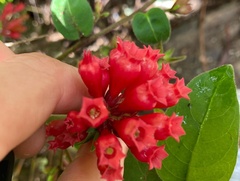 Cestrum elegans