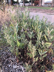 Atriplex australasica