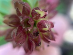 Cestrum elegans