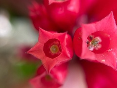 Cestrum elegans