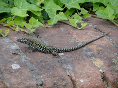 Podarcis muralis