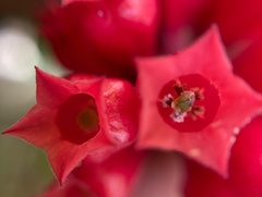 Cestrum elegans