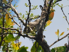 Curatella americana
