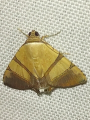 Eulepidotis julianata