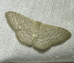 Idaea philocosma