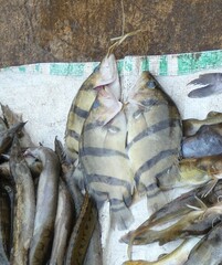 Datnioides