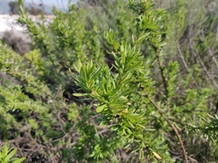 Eriogonum fasciculatum