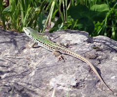 Podarcis siculus campestris