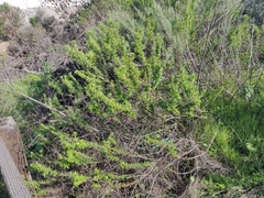 Eriogonum fasciculatum