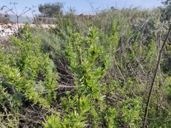 Eriogonum fasciculatum