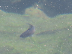 Chromis punctipinnis