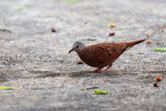 Columbina talpacoti