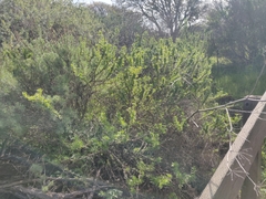 Eriogonum fasciculatum