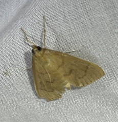 Protonoceras