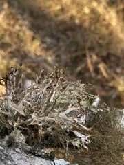 Platismatia stenophylla