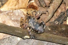 Craugastor stejnegerianus