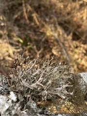 Platismatia stenophylla