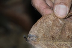 Craugastor stejnegerianus