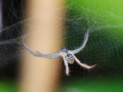 Cyrtophora cylindroides