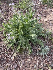 Matthiola parviflora