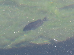 Chromis punctipinnis
