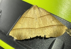 Systatica xanthastis